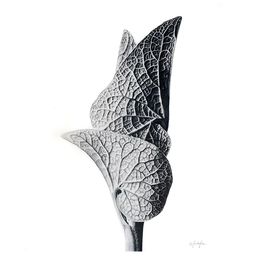Experience the mesmerizing Hyperrealistic Leaf drawing by Sinziana Iordache, inspired by Karl Blossfeldt's photography. This stunning piece of flower wall art drawing captures intricate details, showcasing every delicate vein of the leaf with astonishing precision. The level of detail is so extraordinary that it appears almost unreal, inviting viewers into a world where nature's beauty is immortalized on paper.