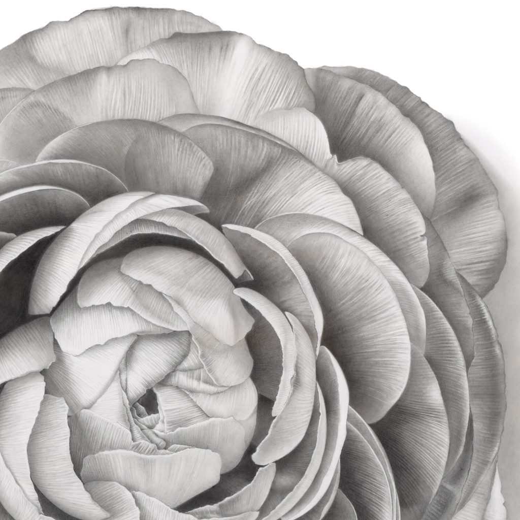 This image showcases the intricate details of a hyperrealistic drawing captured in close-up, portraying the delicate beauty of a stunning flower. Created by Sinziana Iordache, this artwork offers a breathtaking portrayal of natural beauty. Perfect for adorning your space, immerse yourself in the captivating realism of this image.