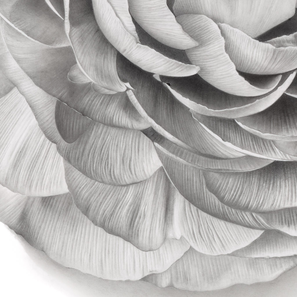 This image showcases the intricate details of a hyperrealistic drawing captured in close-up, portraying the delicate beauty of a stunning flower. Created by Sinziana Iordache, this artwork offers a breathtaking portrayal of natural beauty. Perfect for adorning your space, immerse yourself in the captivating realism of this image.