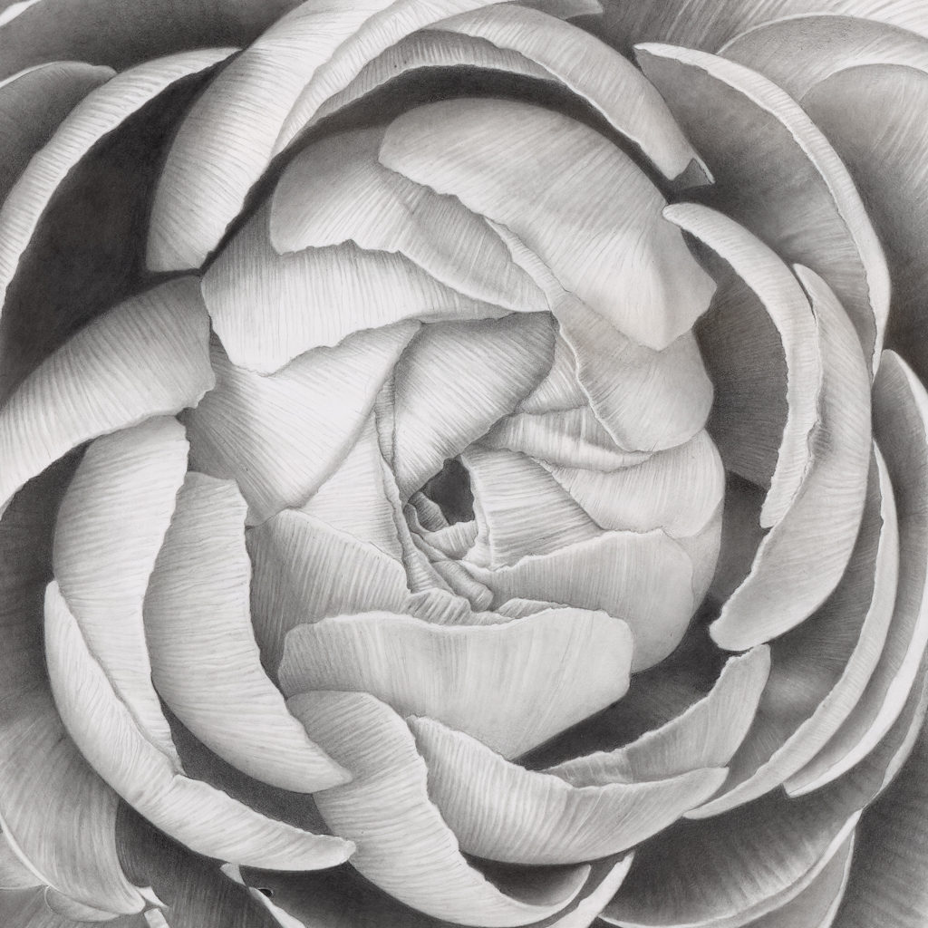 This image showcases the intricate details of a hyperrealistic drawing captured in close-up, portraying the delicate beauty of a stunning flower. Created by Sinziana Iordache, this artwork offers a breathtaking portrayal of natural beauty. Perfect for adorning your space, immerse yourself in the captivating realism of this image.