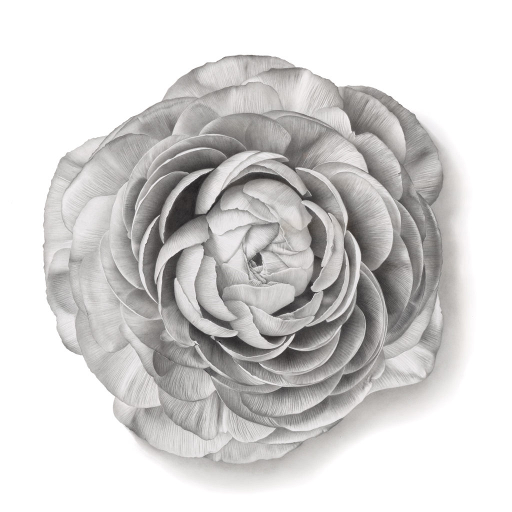 Discover the exquisite hyperrealistic drawing of a blooming ranunculus by Sinziana Iordache. This image captures the intricate details of the flower's petals, offering a stunning portrayal of nature's beauty. Ideal for wall art prints, immerse yourself in the captivating realism of this artwork. Also available as fine art prints.